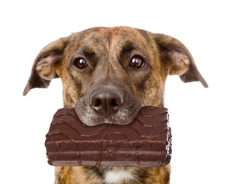el perro se comio el chocolate