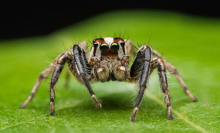 araña
