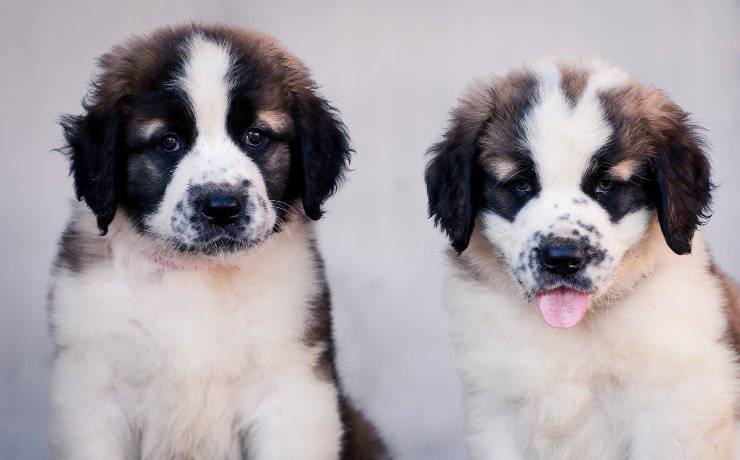 cachorros guardián moscovita