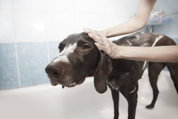 El cachorro y el baño.