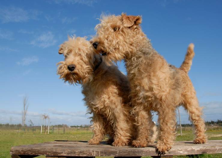 Lakeland Terriers jugando