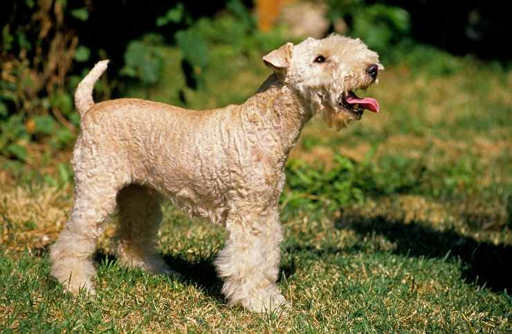 Terrier de los lagos