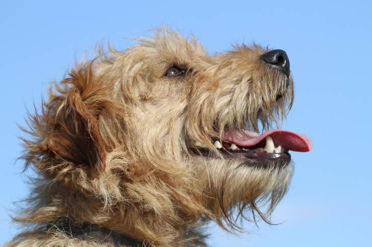 Terrier de los lagos
