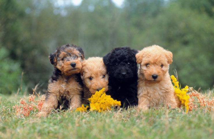 Cachorros Lakelan