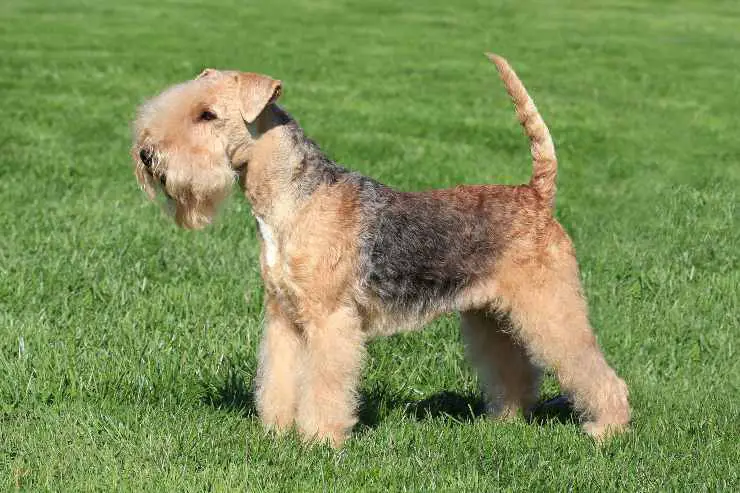 Terrier de los lagos