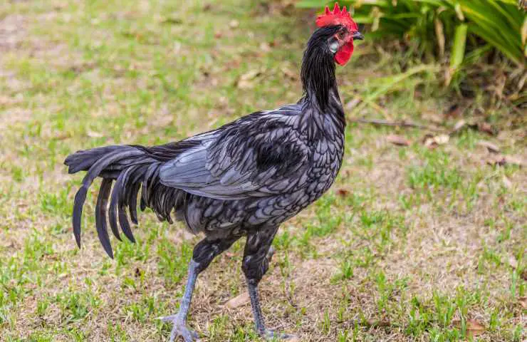 pollo andaluz