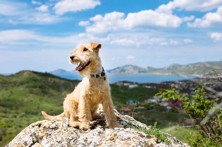 Terrier de los lagos