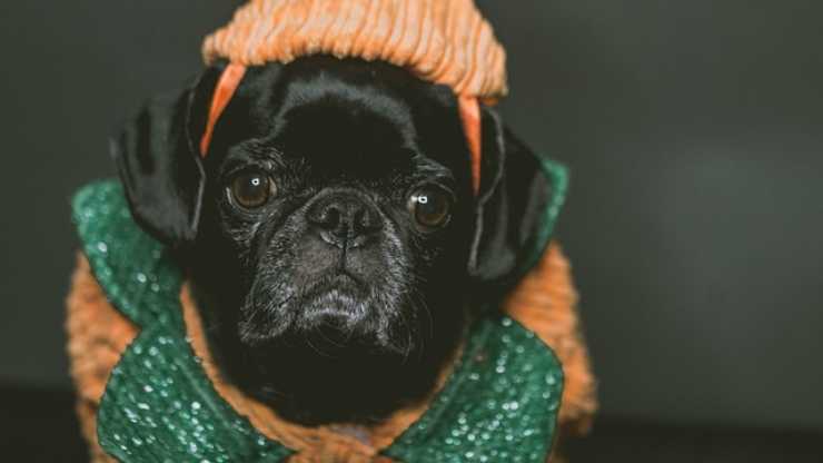 perro calabaza