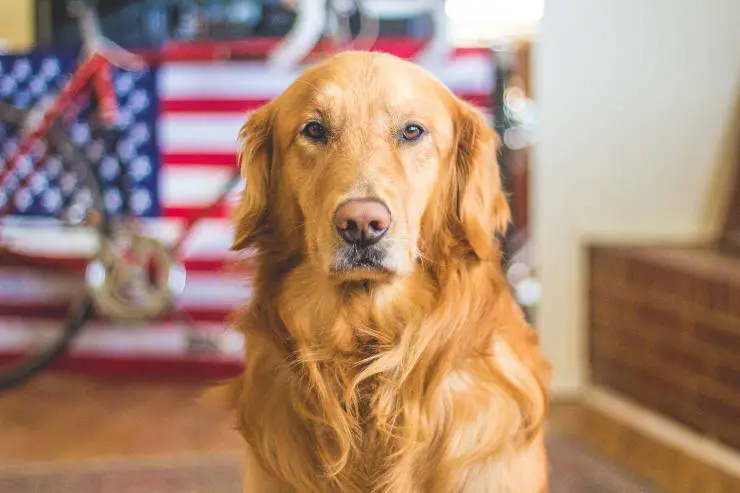 el perro en una tienda
