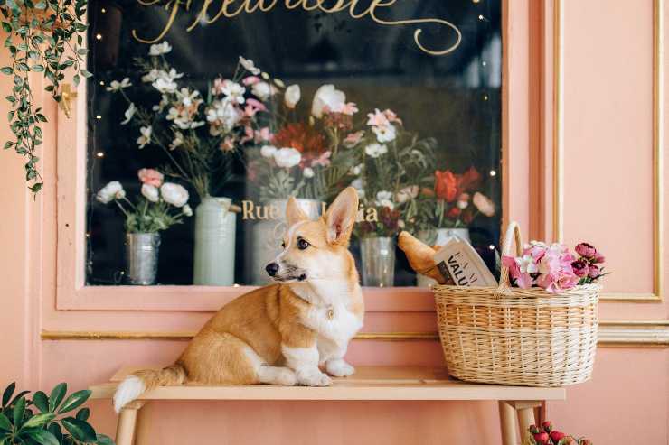 cachorro en la tienda