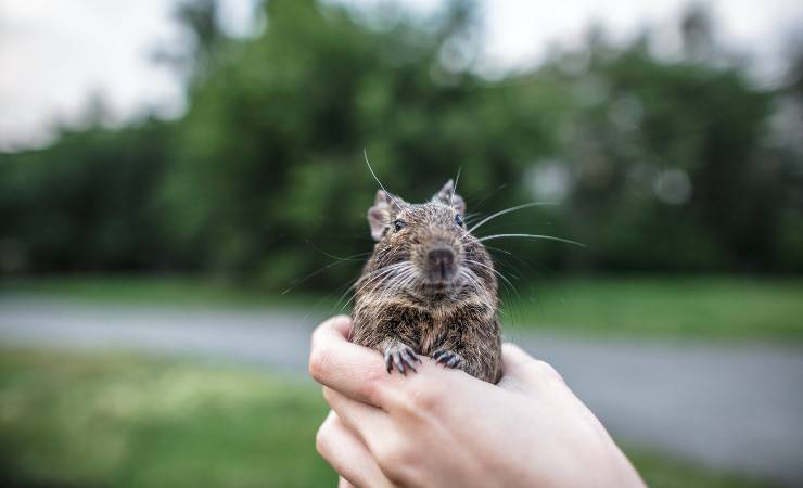 degu en manos