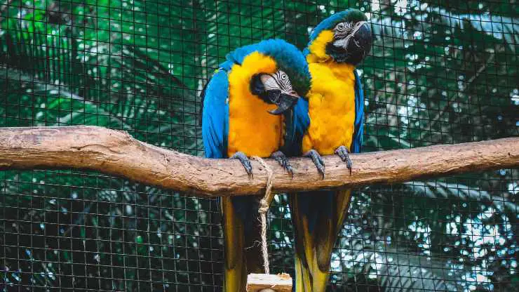 loros