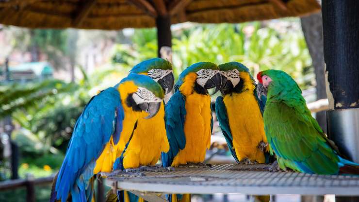 loros
