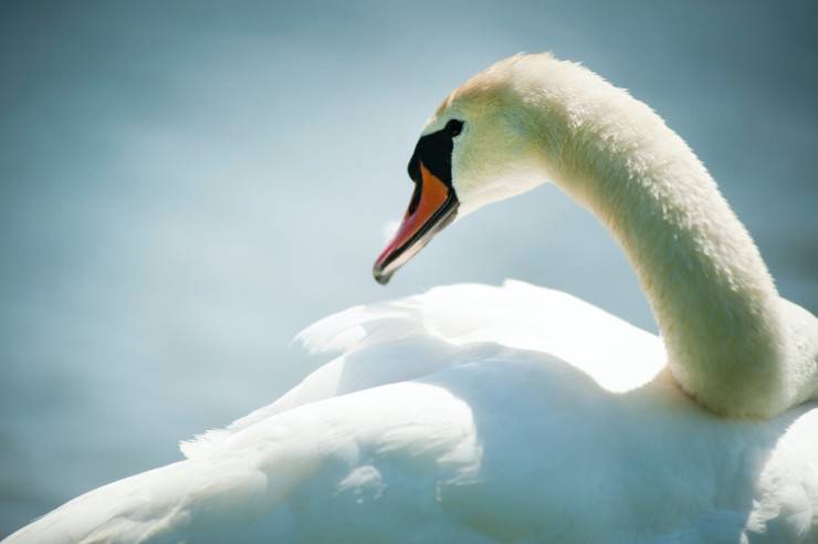 Movimientos del cisne mudo