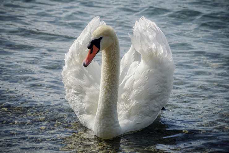 La vida del cisne mudo