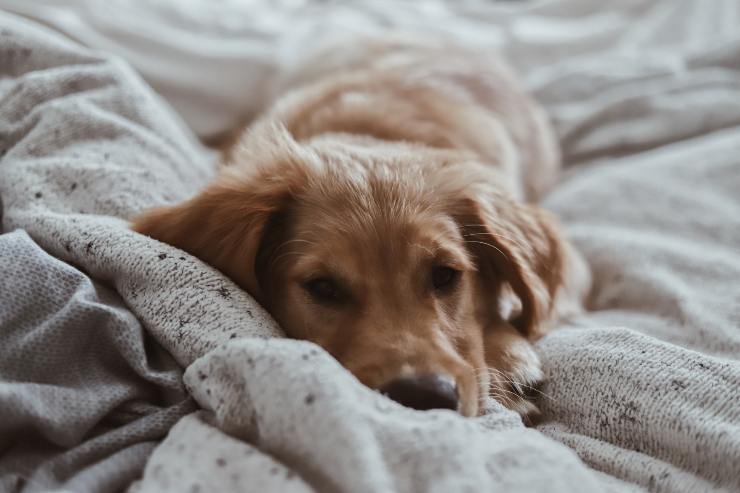 Mantas para amigos peludos