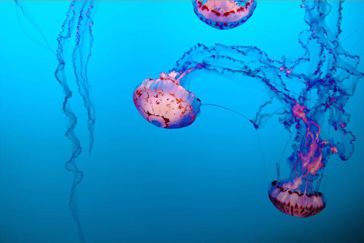 Las medusas se mueven en el agua