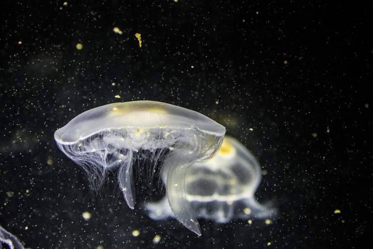 El acercamiento de las medusas.