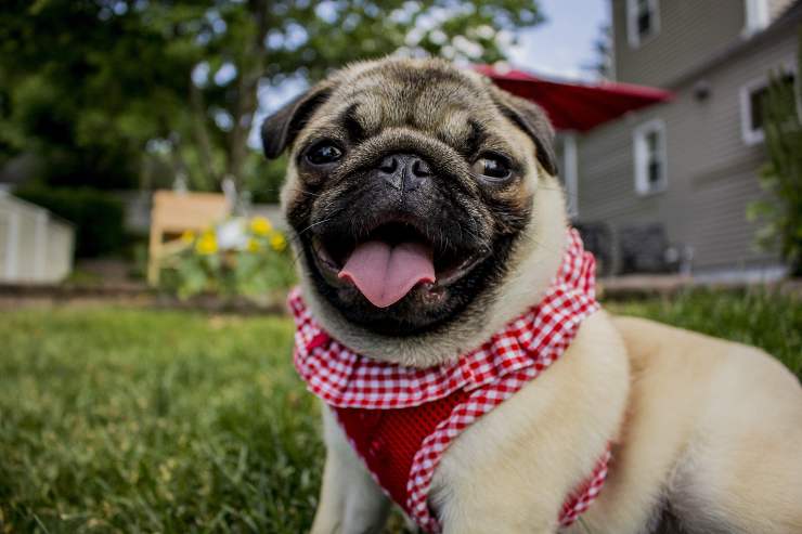 Cachorro listo para jugar