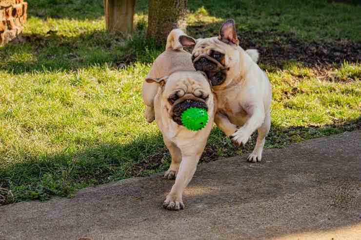 Razas de perros a las que les encanta jugar al aire libre