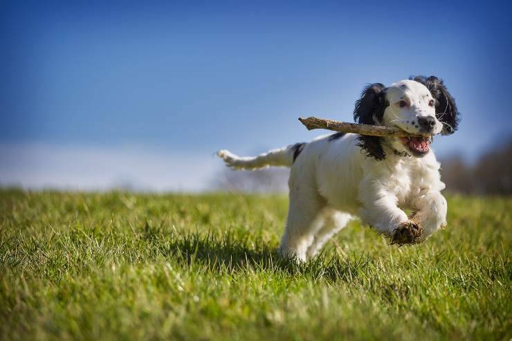 Razas de perros a las que les encanta jugar al aire libre