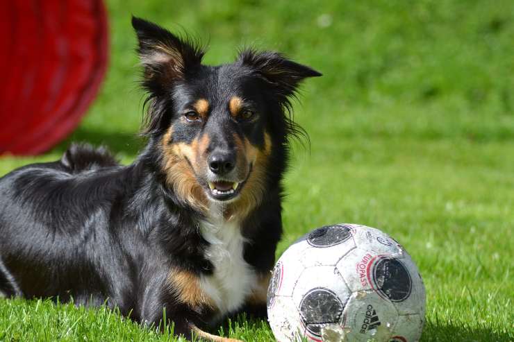 Pelosi que ama jugar al aire libre
