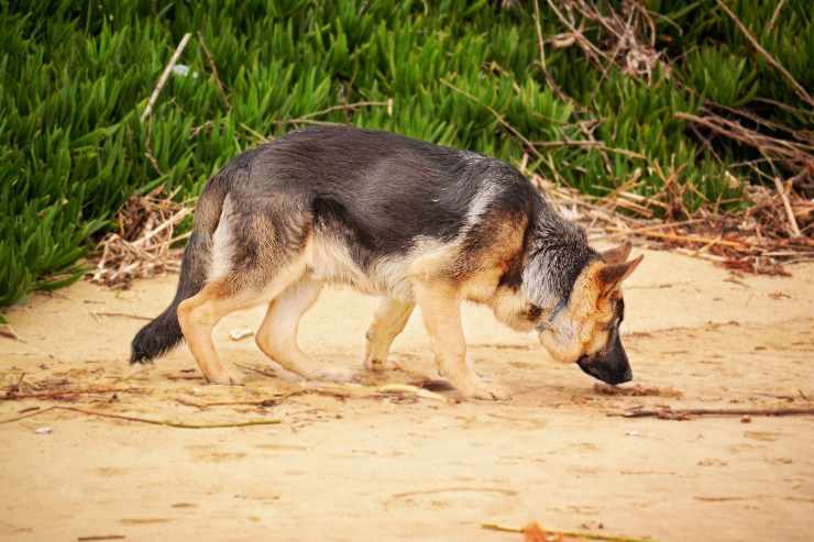 El perro explora la zona.
