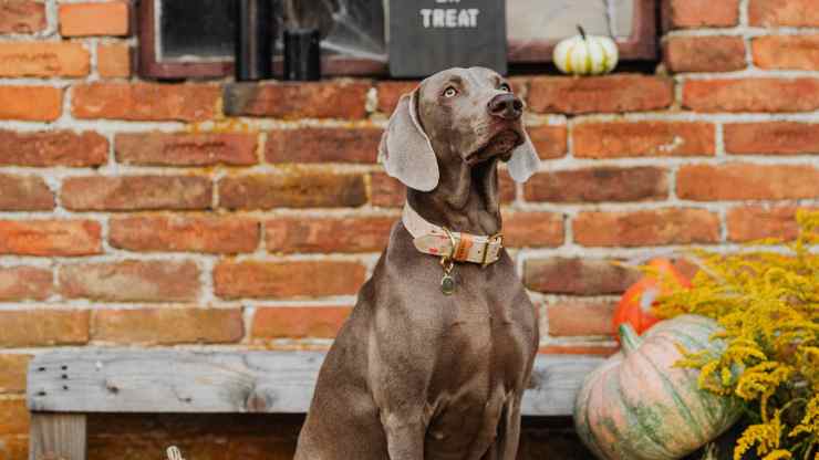 perro y calabazas