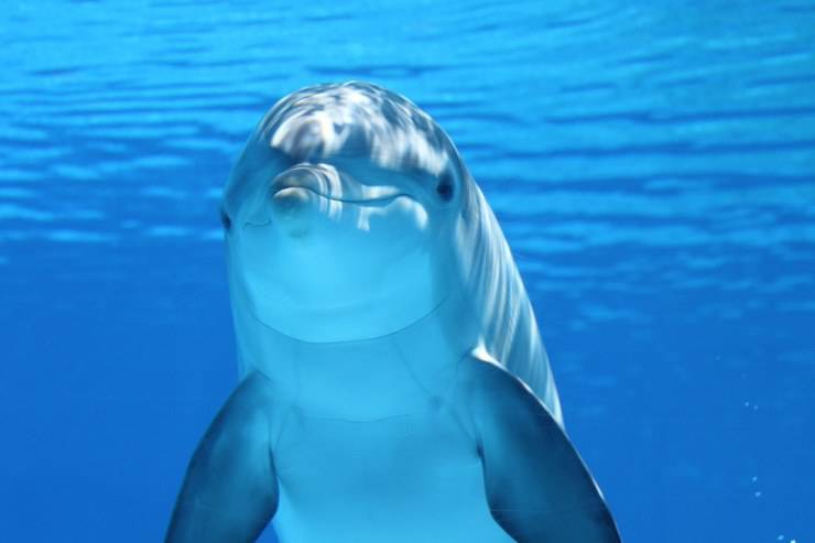 Vocalizaciones de delfines