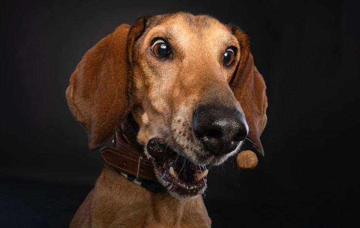 Sabueso italiano de pelo corto