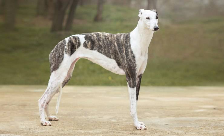 galgo