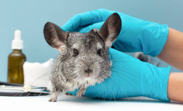 chinchilla