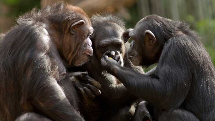 Almuerzo de amistad bonobo