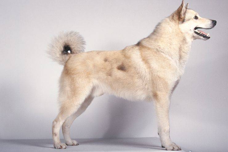 Laika de Siberia Oriental
