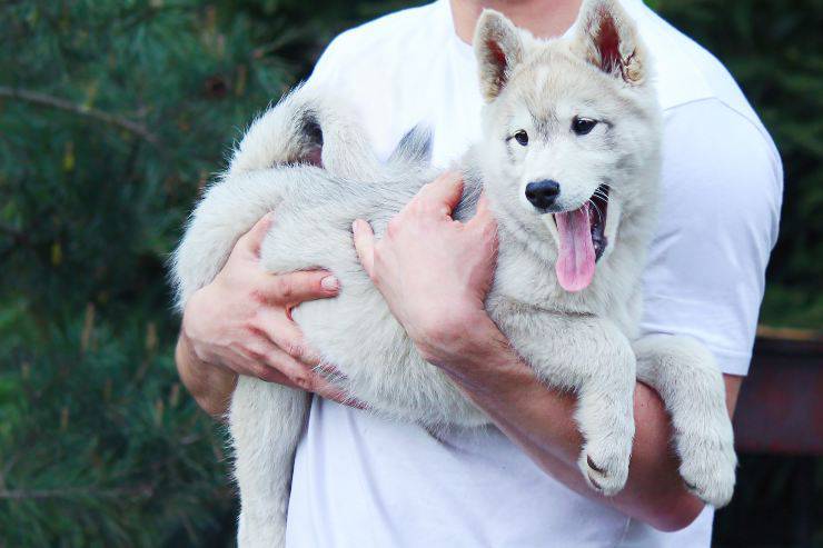 Laika de Siberia Occidental