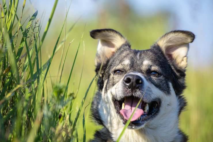 Laika de Siberia Occidental