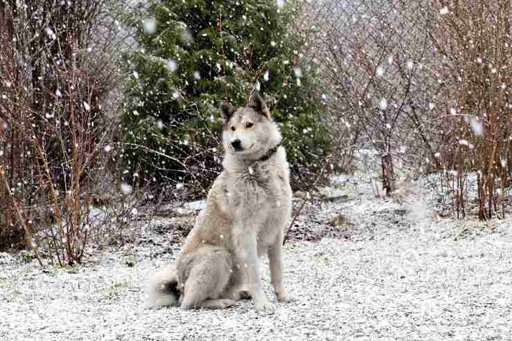Laika de Siberia Occidental