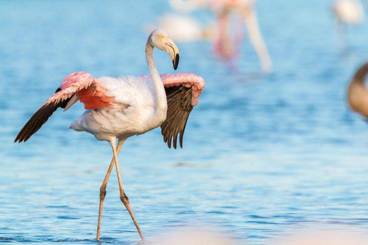 El color de los flamencos