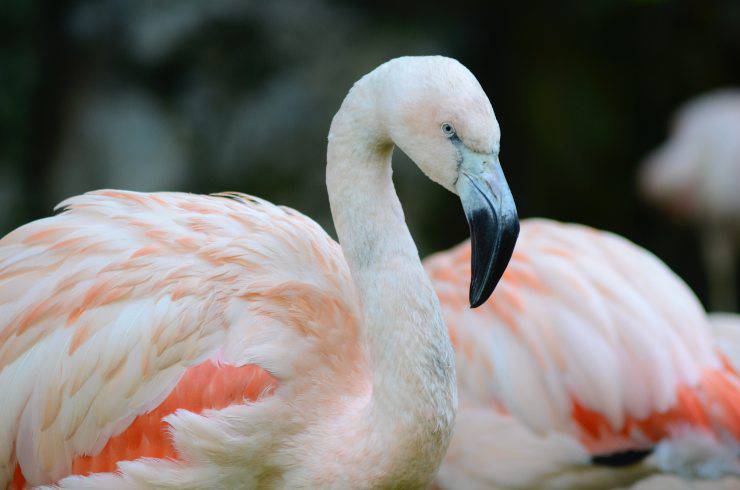 Flamencos en busca de comida