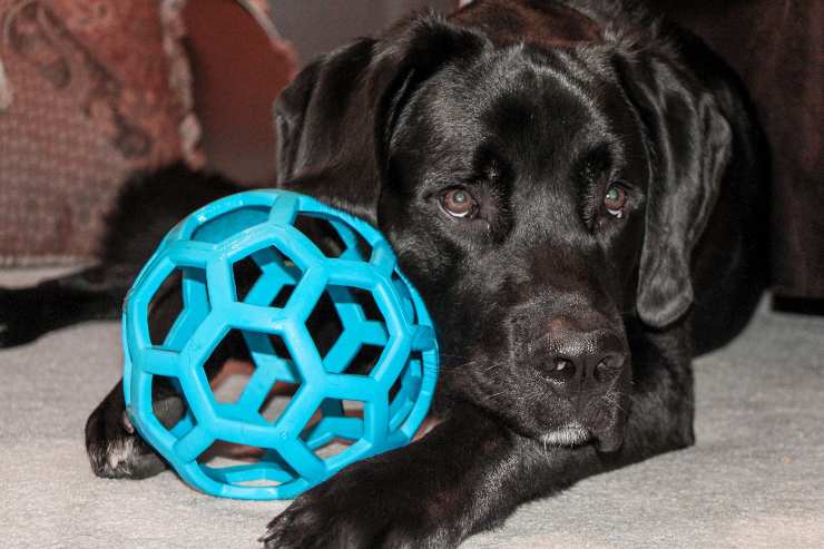 Peludo con su juego