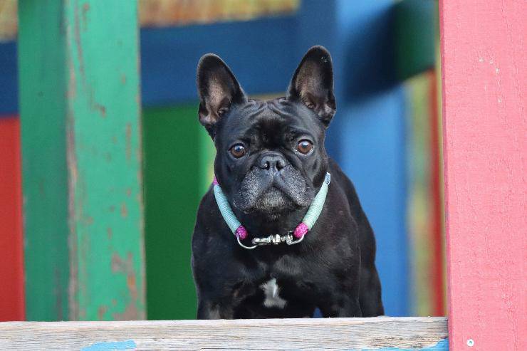 Cachorros que se asustan enseguida