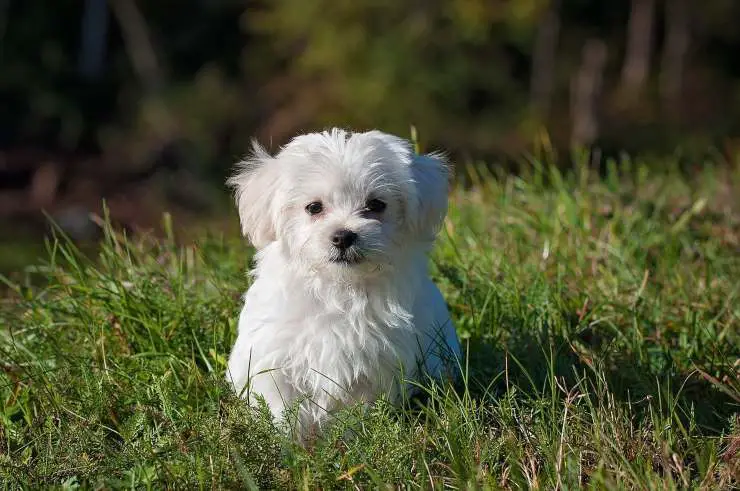 perro de raza maltesa