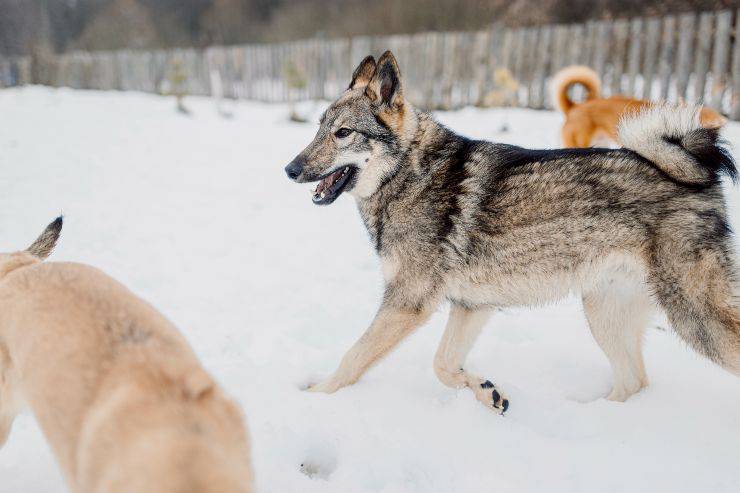 Laika de Siberia Occidental