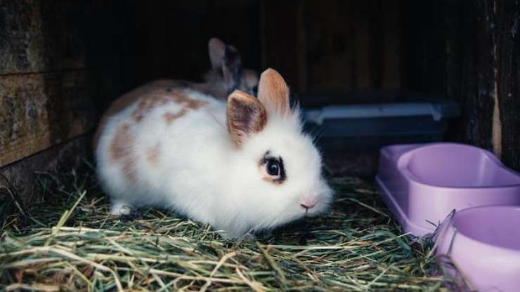 tazón de conejo