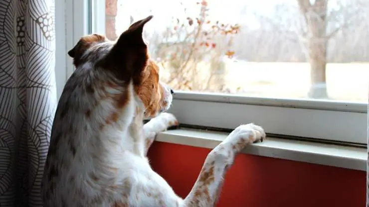 perro mira ventana