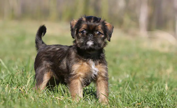 Cachorro de leonado belga