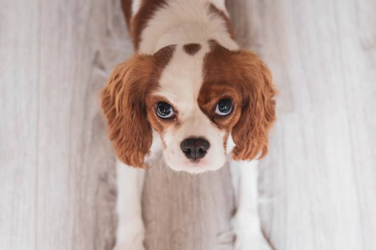 El comportamiento del perro