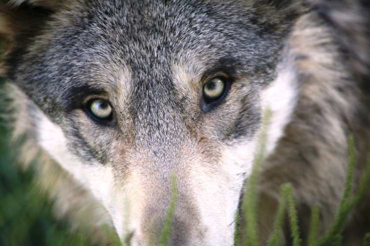la mirada del perro