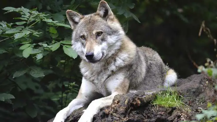 Lobo perro inteligente