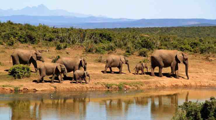 Los elefantes de Botswana están en peligro de extinción: las causas - (Foto de Pixabay)